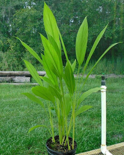 Yellow Turmeric Ginger