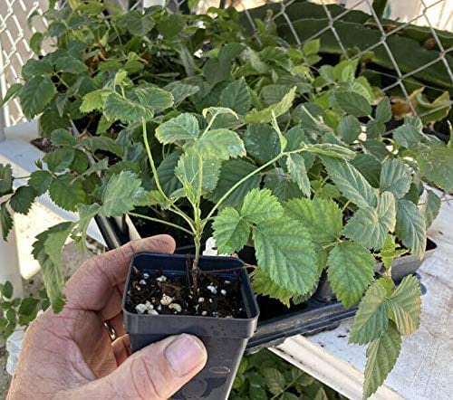 Boysenberry Plant