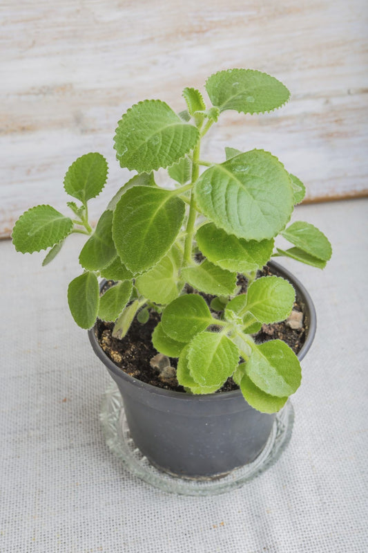 Mexican Oregano Cuban Mint