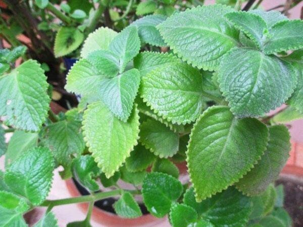 Mexican Oregano Cuban Mint