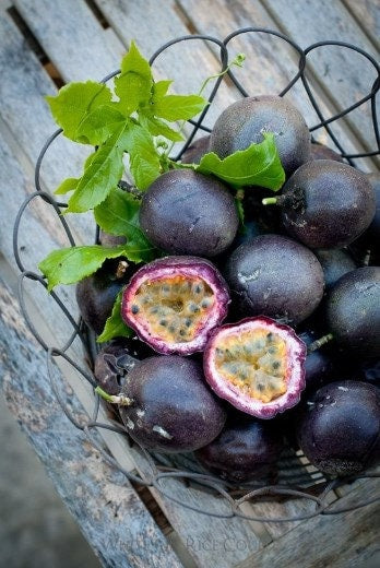 Purple Passion Fruit Tree