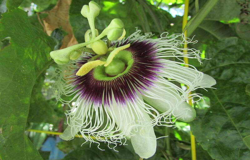 Purple Passion Fruit Tree