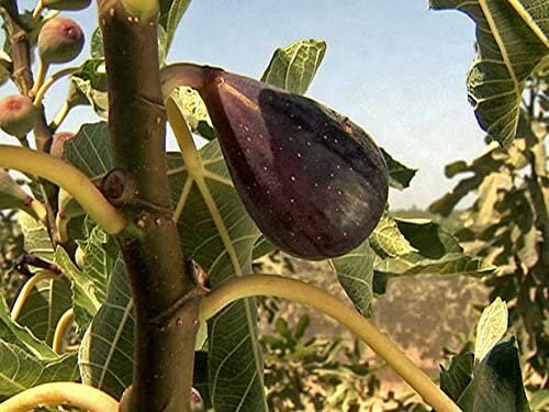 Black Mission Fig Tree