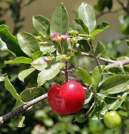 Barbados Cherry Tree