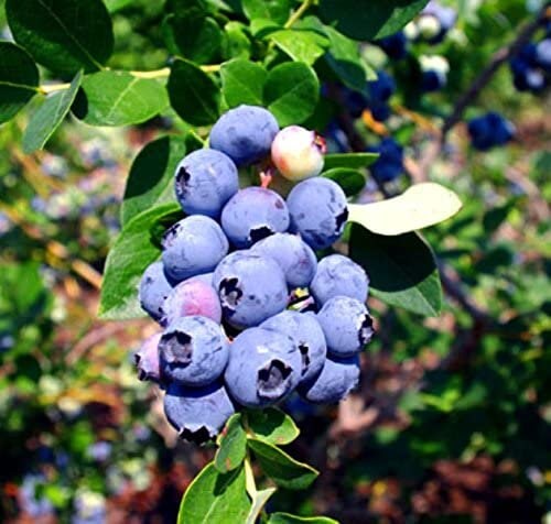 Emerald Blueberry Plants