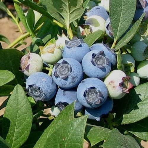 Biloxi Blueberry Plant