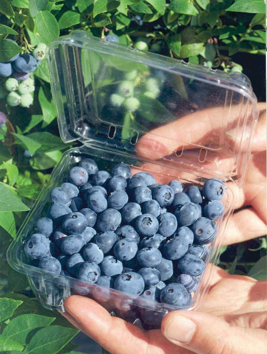 Biloxi Blueberry Plant