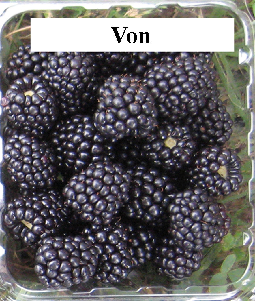 Von Blackberry Plant | Thornless Variety