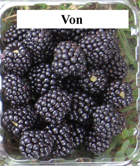 Von Thornless Blackberry Plant