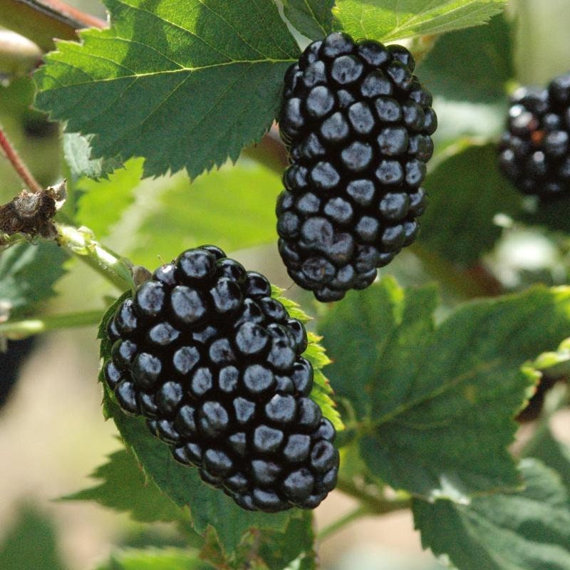 Natchez Blackberry | Thornless Variety