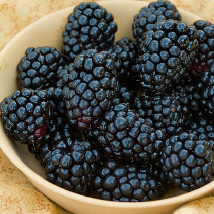 Natchez Blackberry | Thornless Variety