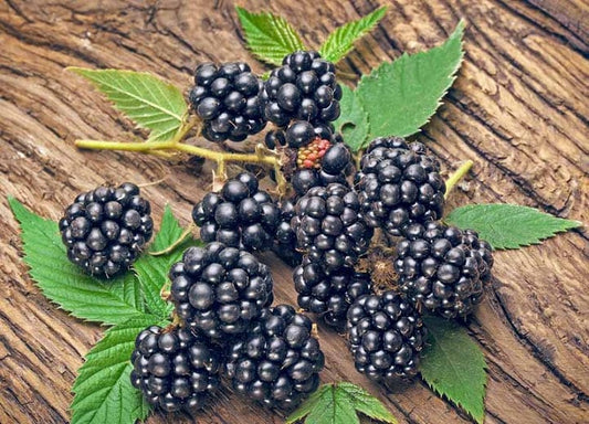 Navaho Blackberry Starter Plant | Thornless Variety