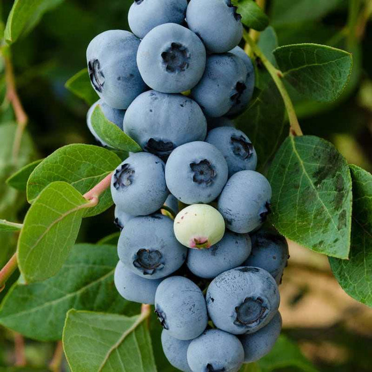 Legacy Blueberry