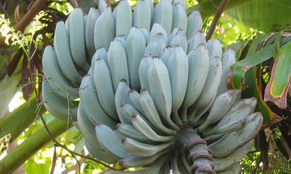 Blue Java Banana Tree - Ice Cream Banana