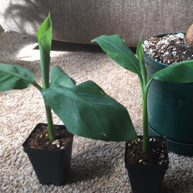 Blue Java Banana Tree – photo 3