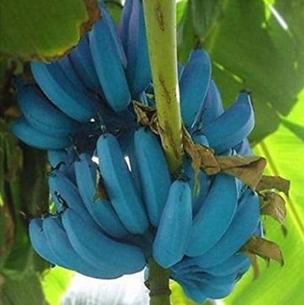 Ice Cream banana tree
