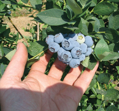 Emerald Blueberry Plants