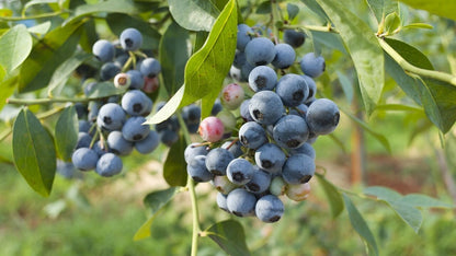 Biloxi Blueberry Plant