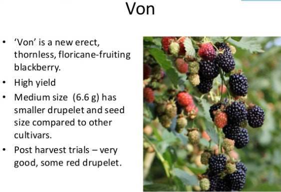 Von Blackberry Plant