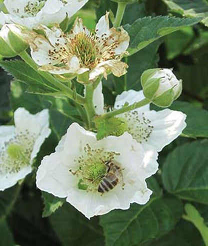 Natchez Blackberry | Thornless Variety