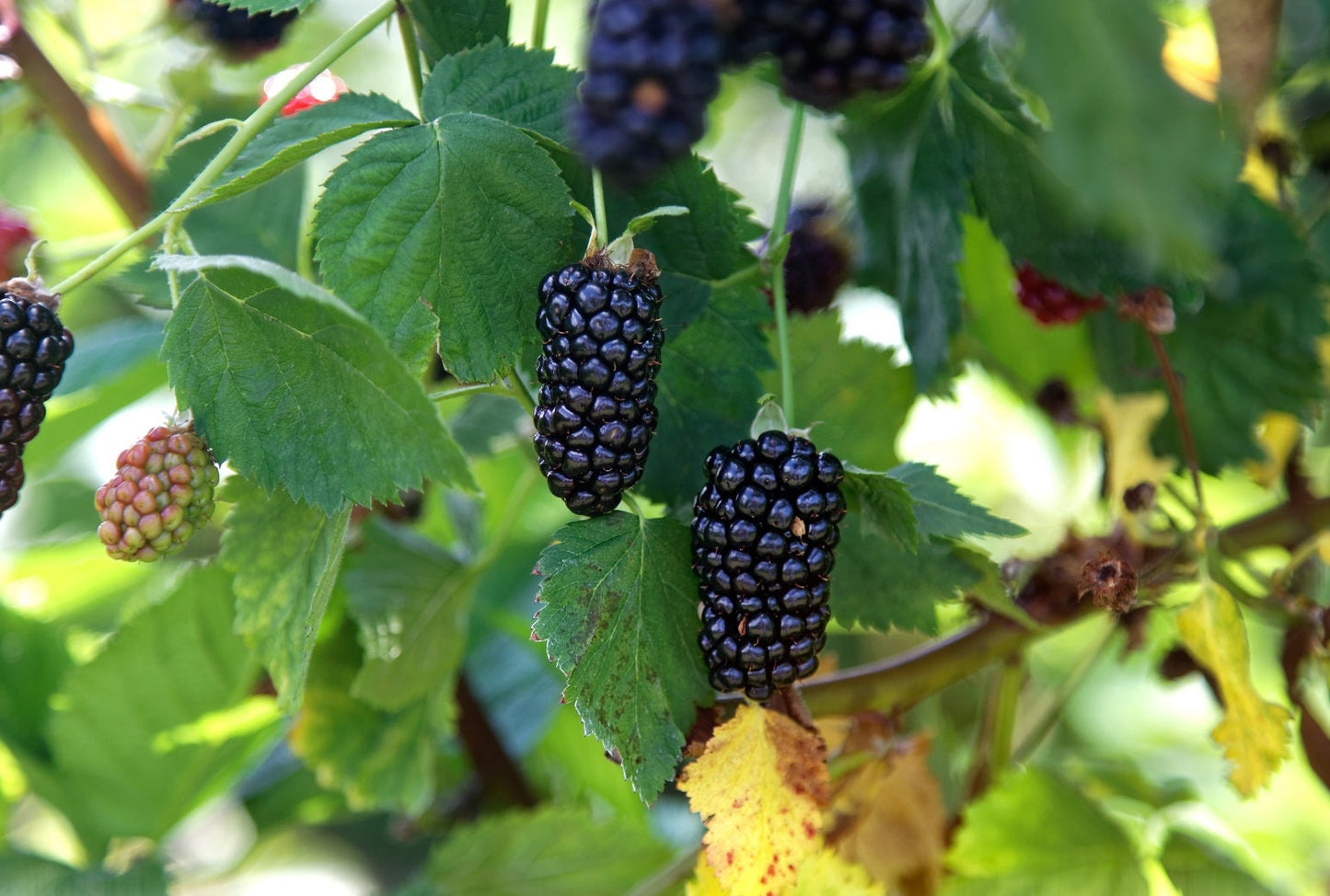 Natchez Blackberry | Thornless Variety