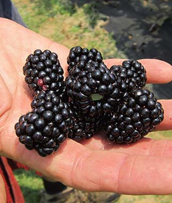 Natchez Blackberry | Thornless Variety