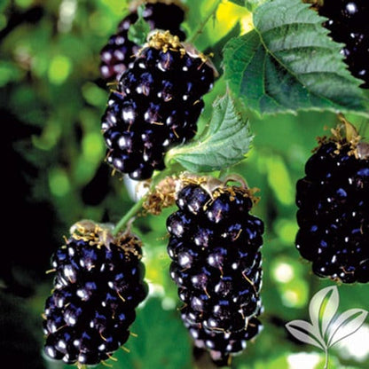 Navaho Blackberry Starter Plant | Thornless Variety