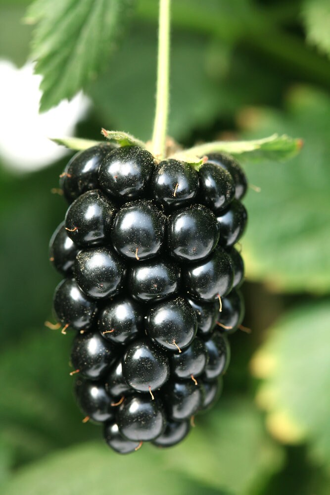 Navaho Blackberry Starter Plant | Thornless Variety