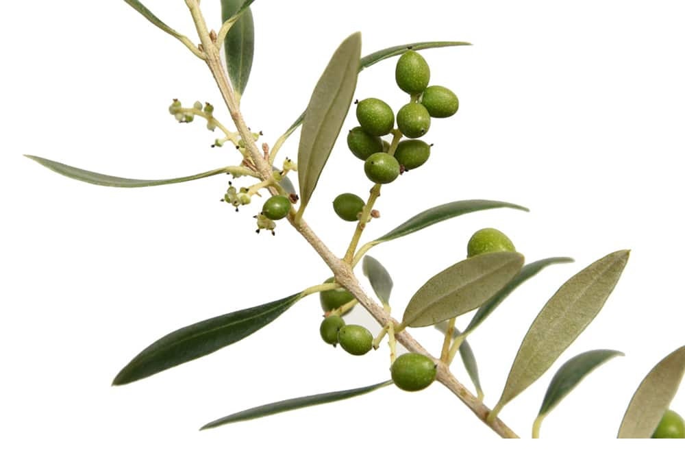 Arbequina Olive Tree