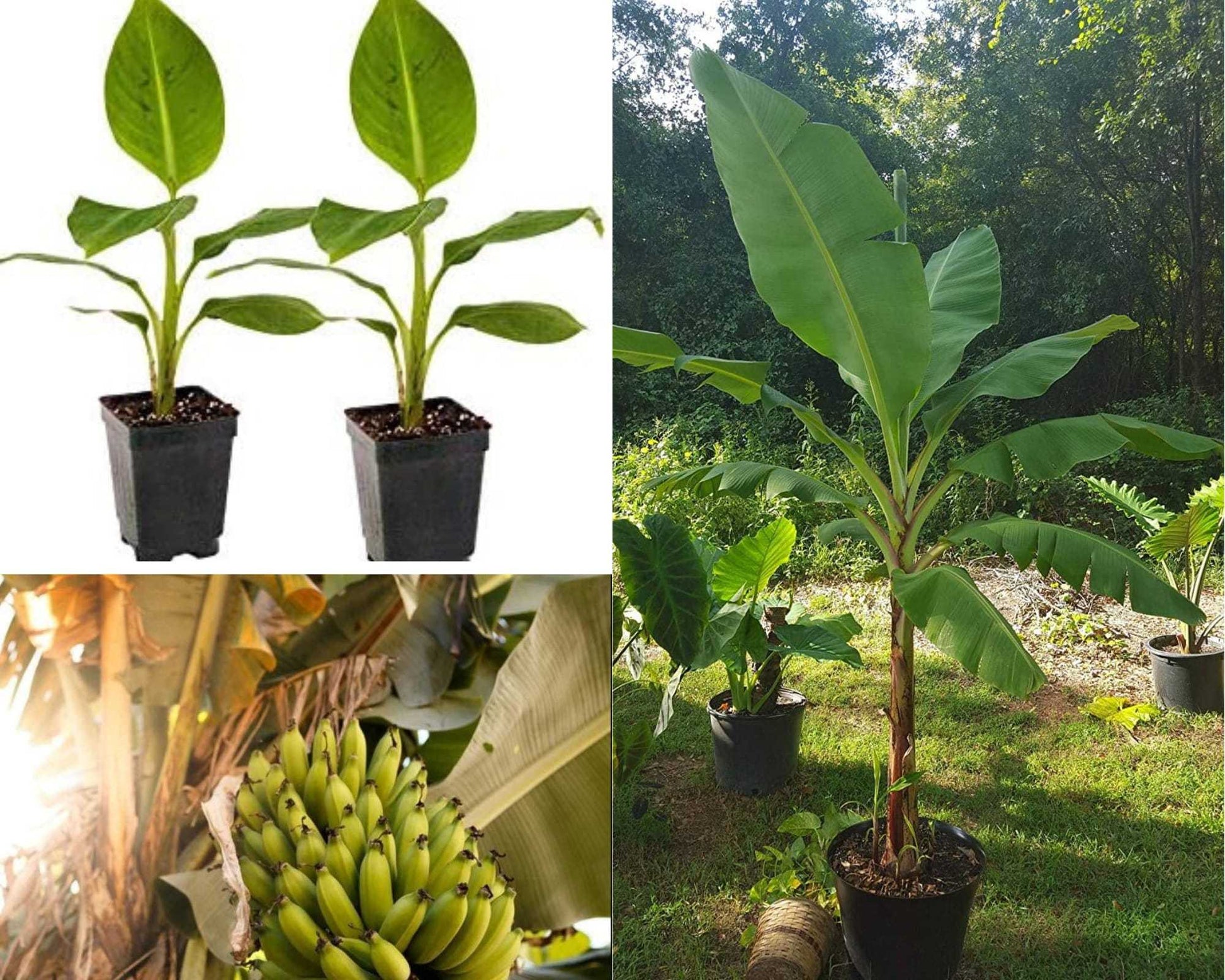 Grand Nain Banana Tree