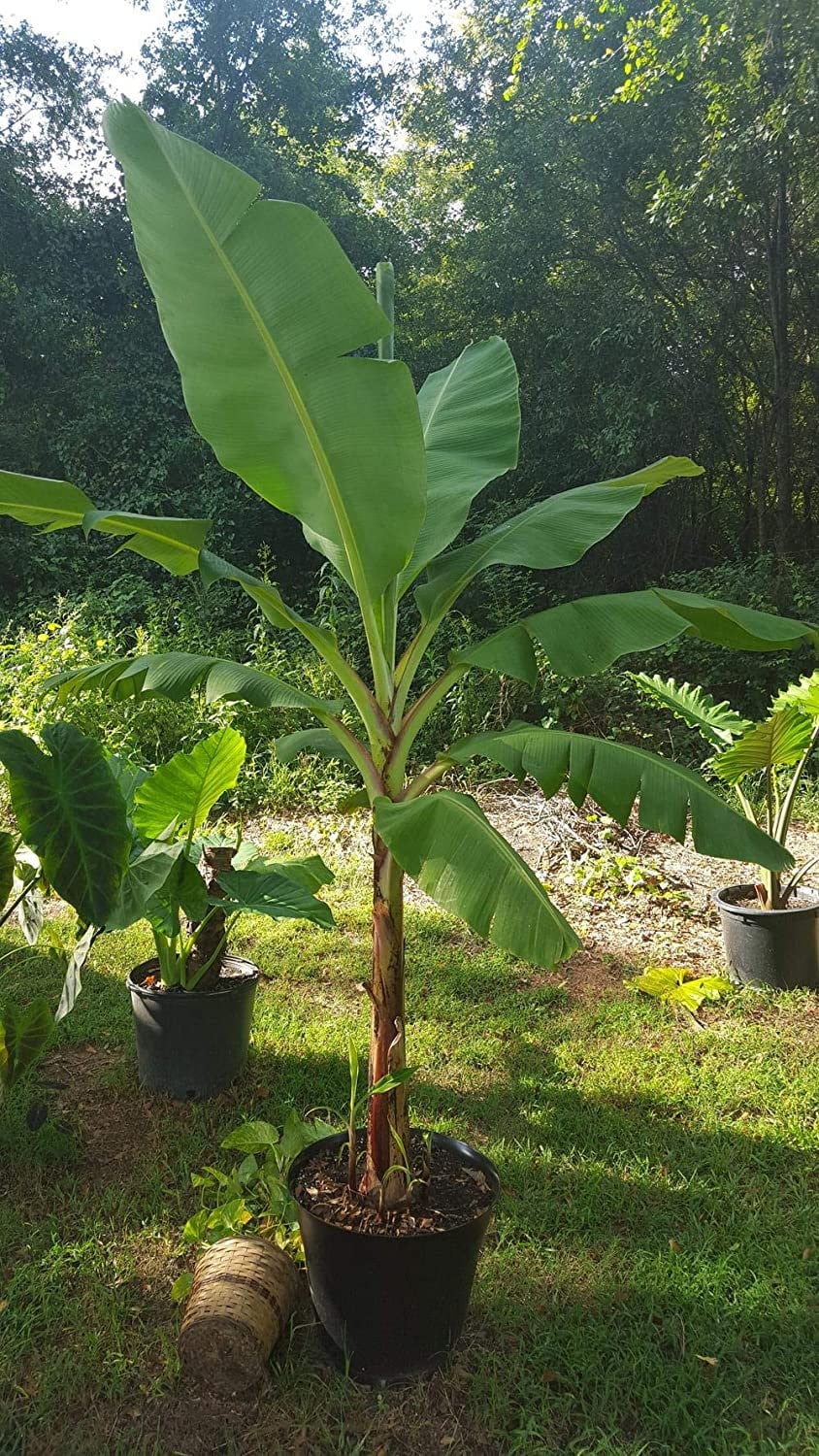 Grand Nain Banana Tree