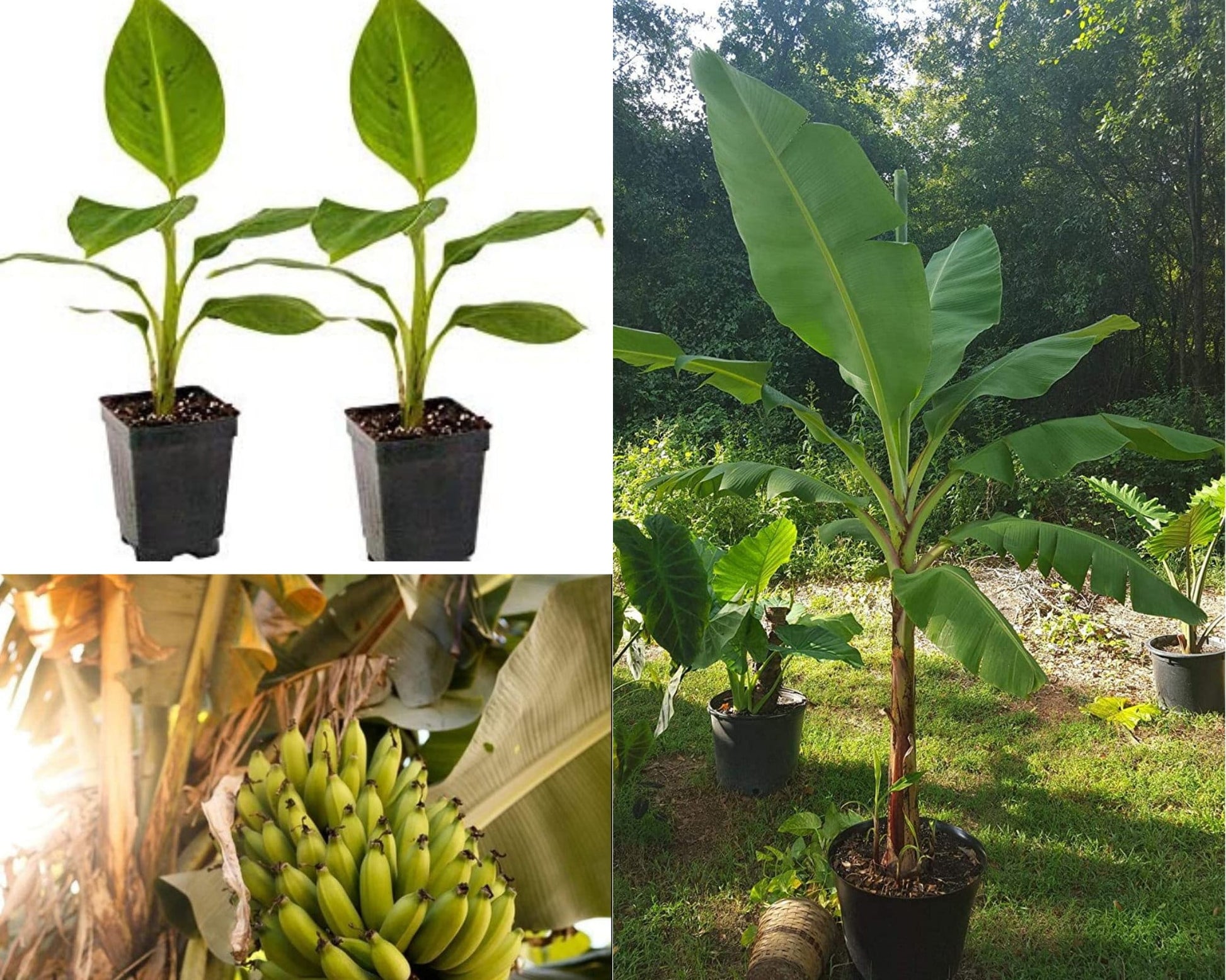 Grand Nain Banana Tree