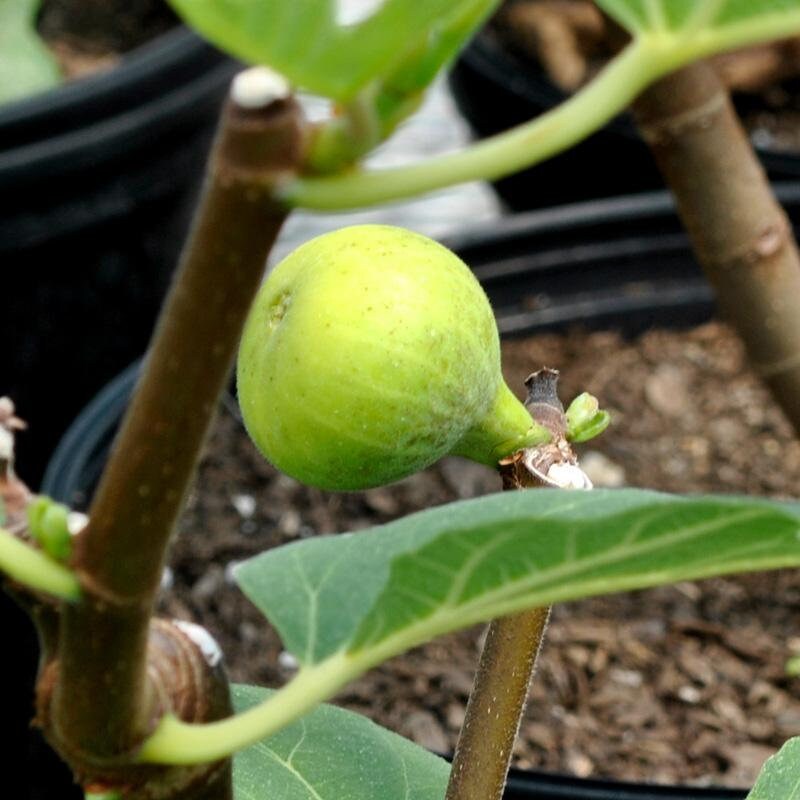 LSU Gold Fig Tree