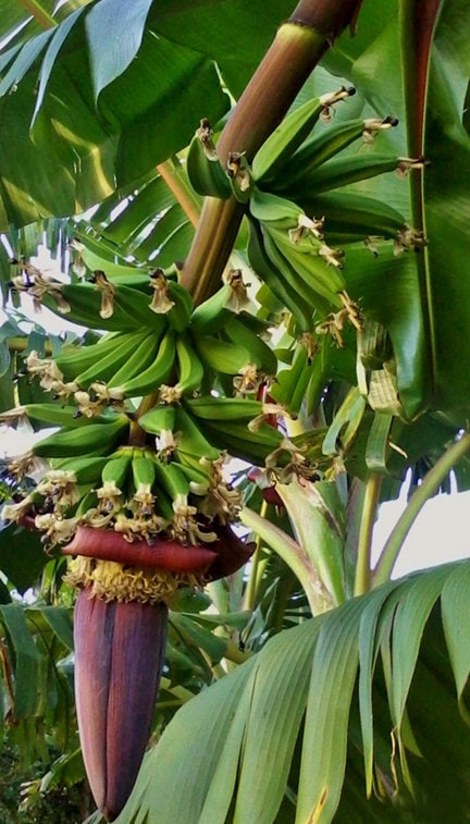 Kokopo Banana