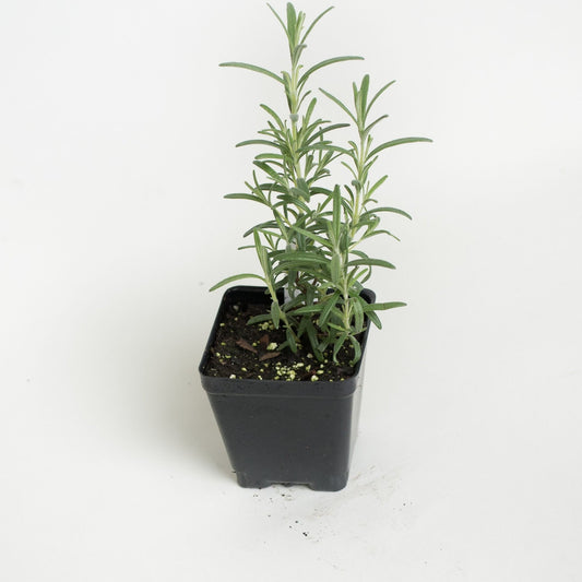 Arp Rosemary Plant