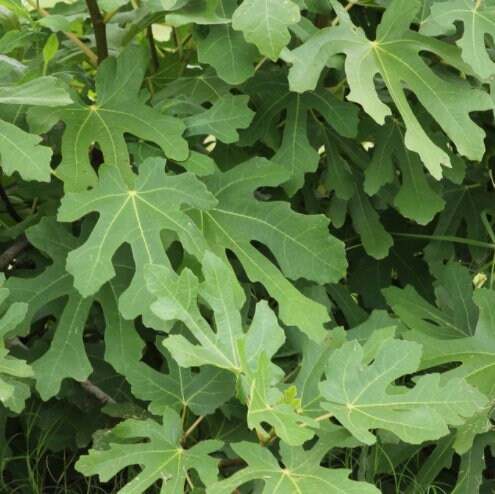 LSU Purple Fig Tree