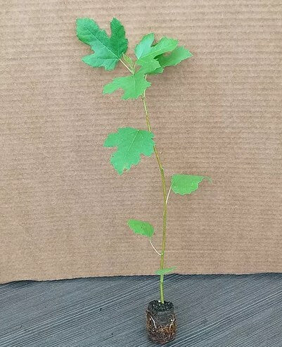 LSU Purple Fig Tree