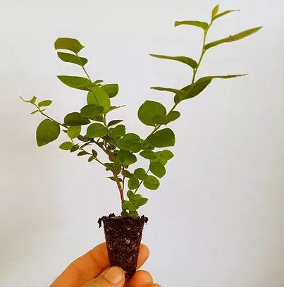 Emerald Blueberry Plants