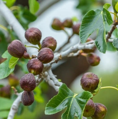 LSU Purple Fig Tree