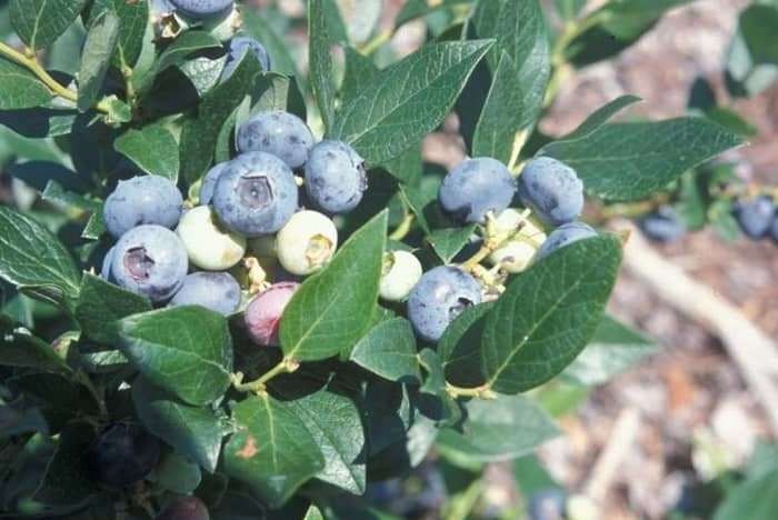 Windsor Blueberry Plant