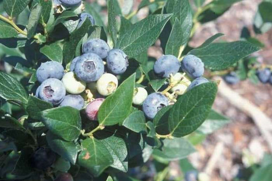 Windsor Southern Highbush Blueberry