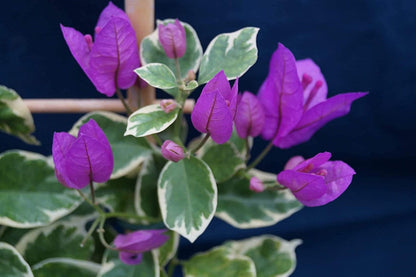 Bougainvillea Live Plant - 2 (Two) Blueberry Ice Bougainvillea Starter Plant - Live Bougainvillea Plant - Live Flower Plants