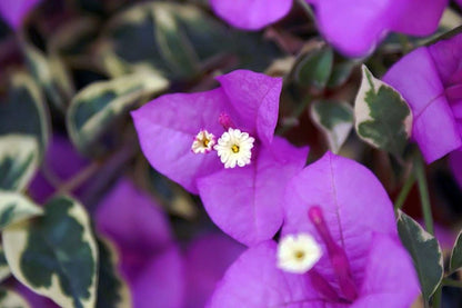 Bougainvillea Live Plant - 2 (Two) Blueberry Ice Bougainvillea Starter Plant - Live Bougainvillea Plant - Live Flower Plants