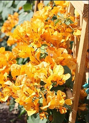 California Gold Bougainvillea Plants