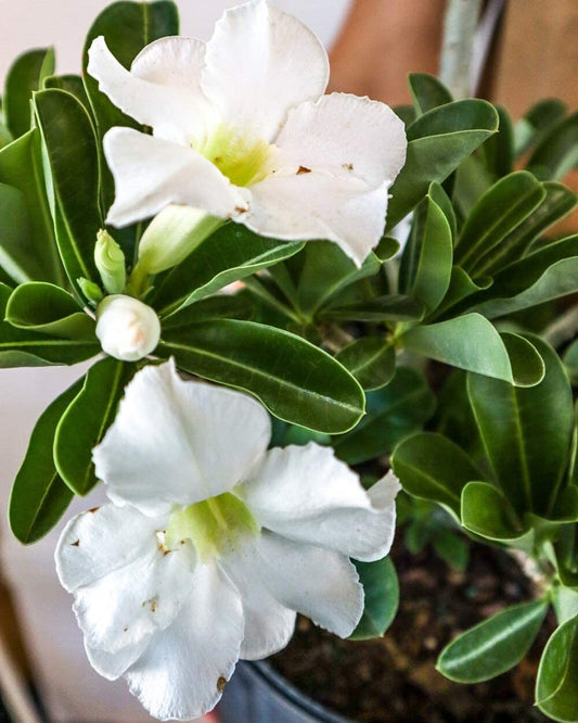 Desert Rose Plant | White Desert Rose