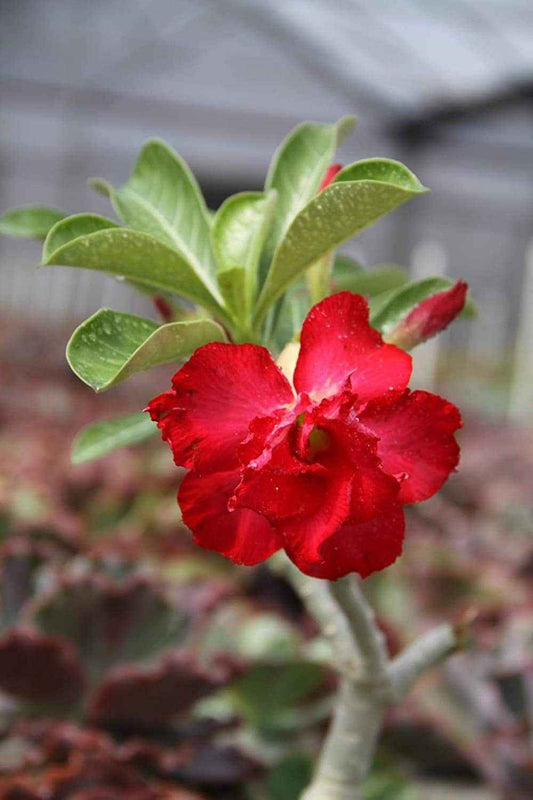 Red Desert Rose