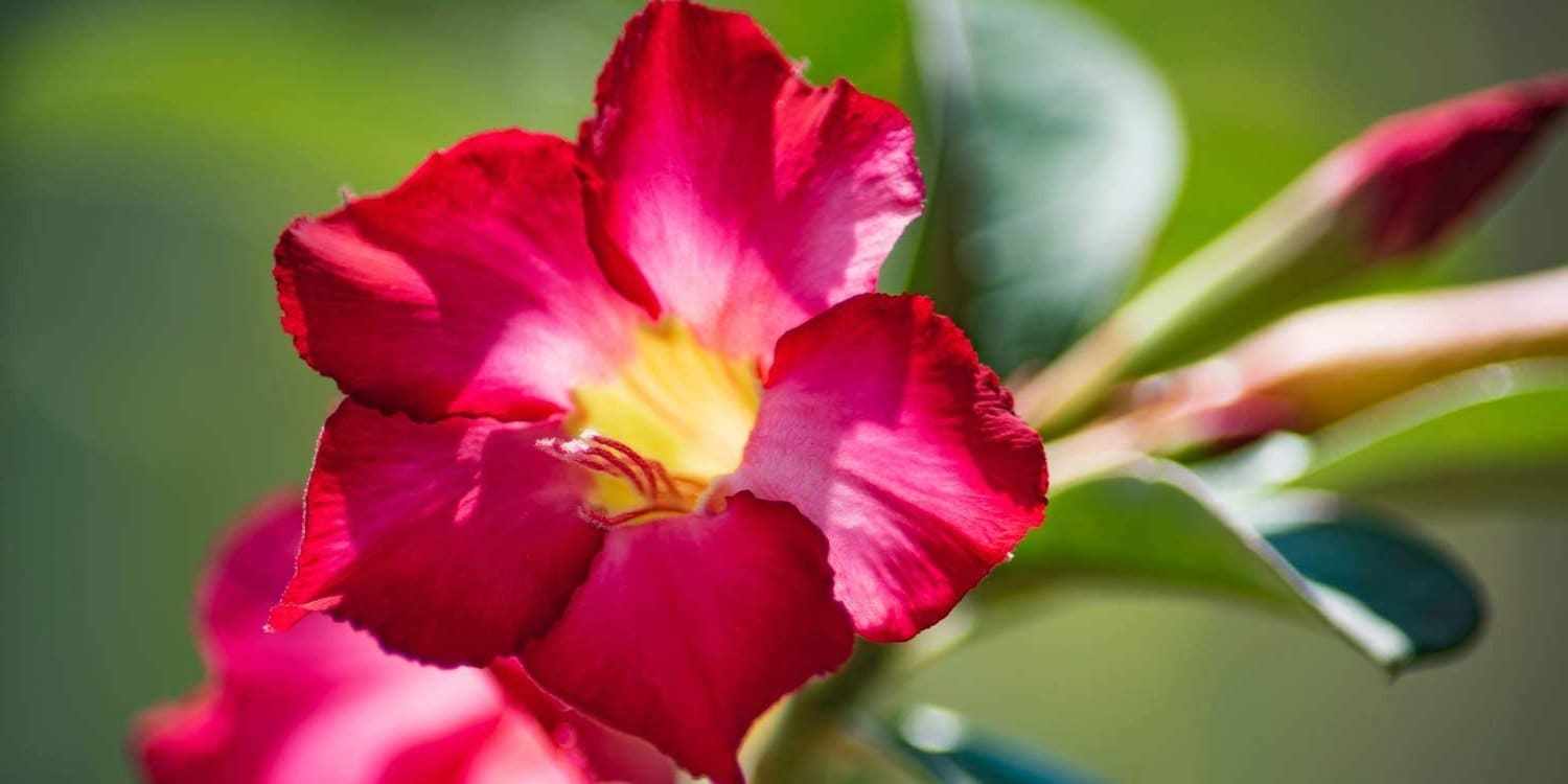 Desert Rose Plant Live