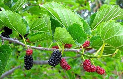 Red Mulberry