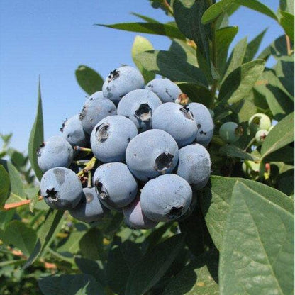 Jewel Blueberry