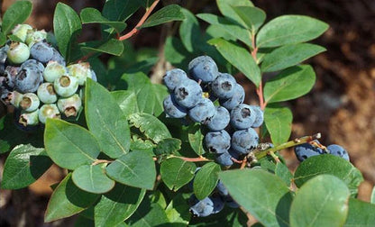 Jewel Blueberry